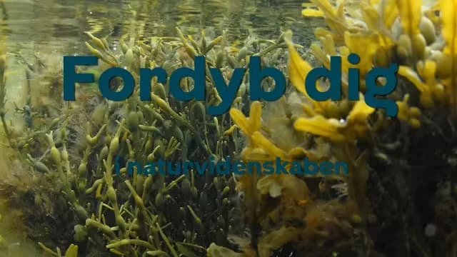 Immerse Yourself in Natural Science - Seaweed