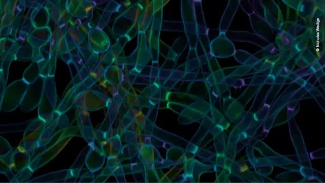 Wine & Science: Microorganisms – Latest from the Research Front