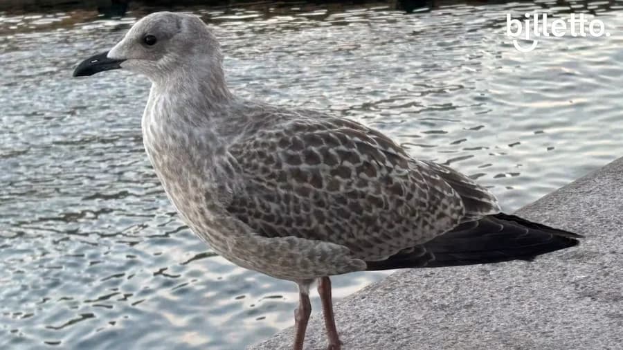 Seagull Mission at Bryggen