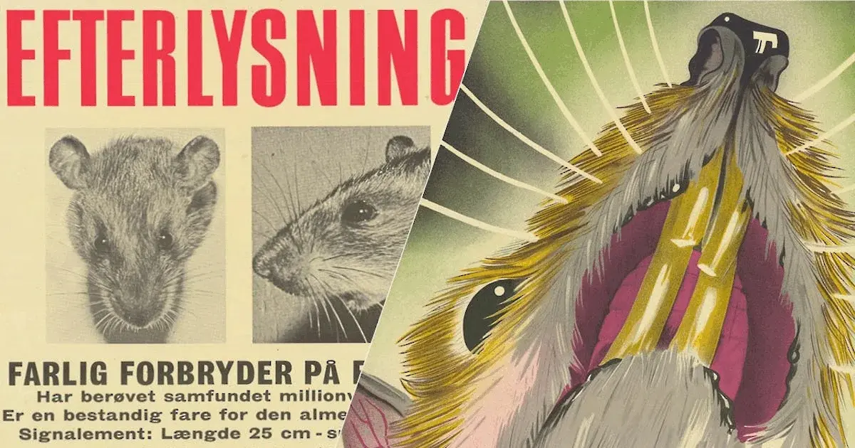 Rotten og byen - rottebekæmpelse, velfærd og hverdag i 1900-tallets København