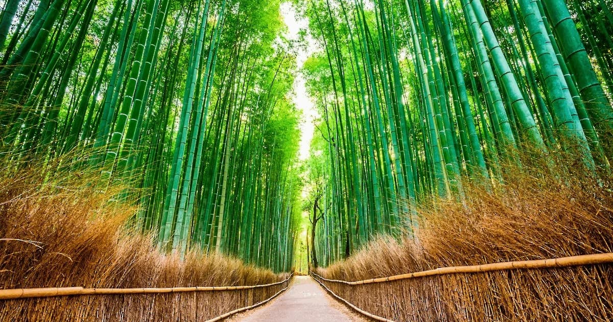 Free Travel Lecture on South Korea and Japan with Danish Travel Guide in Copenhagen