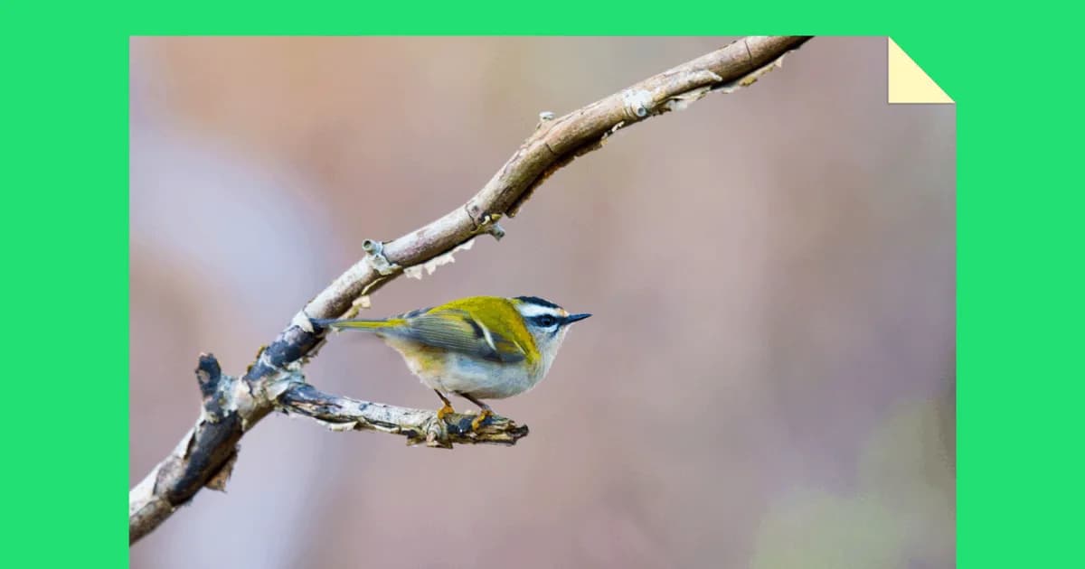 Bird Walk - in the Bog and in Literature