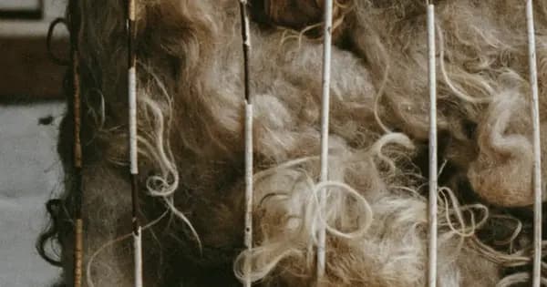 Wool Evening School: Felting, Dogma Knitting and Plant Dyeing