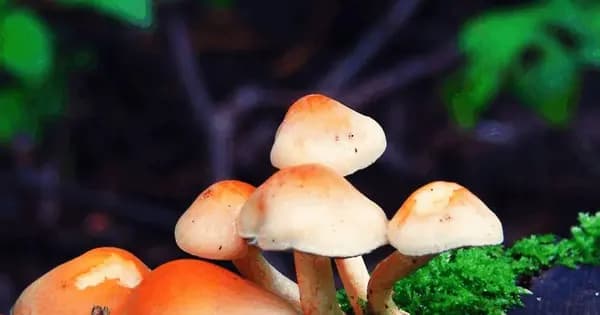 Efterårssvampetur i Gribskov med NaturSIND