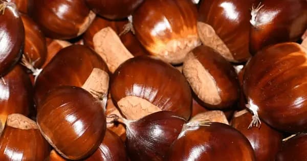 Open Chestnut Workshop