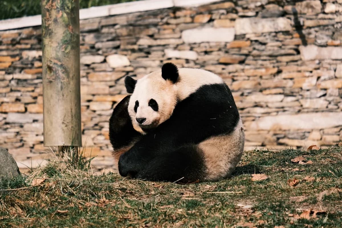 A giant panda sitting on the ground in front of a stone wall at the zoo.