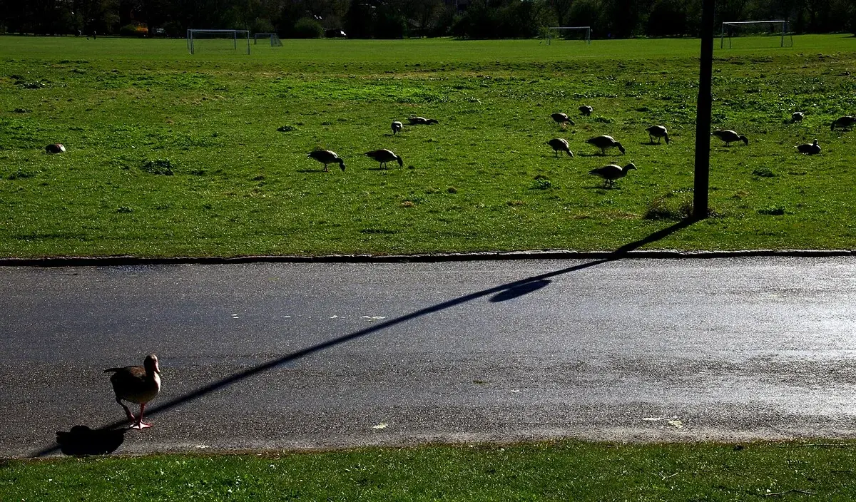 Birds on a grassy field beside a paved path in a park area.