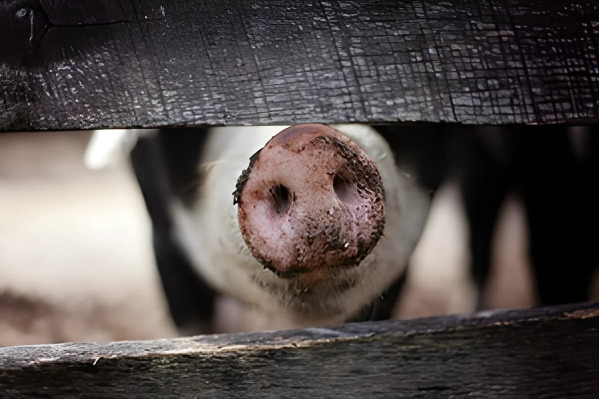 Pig's snout close to a wooden fence