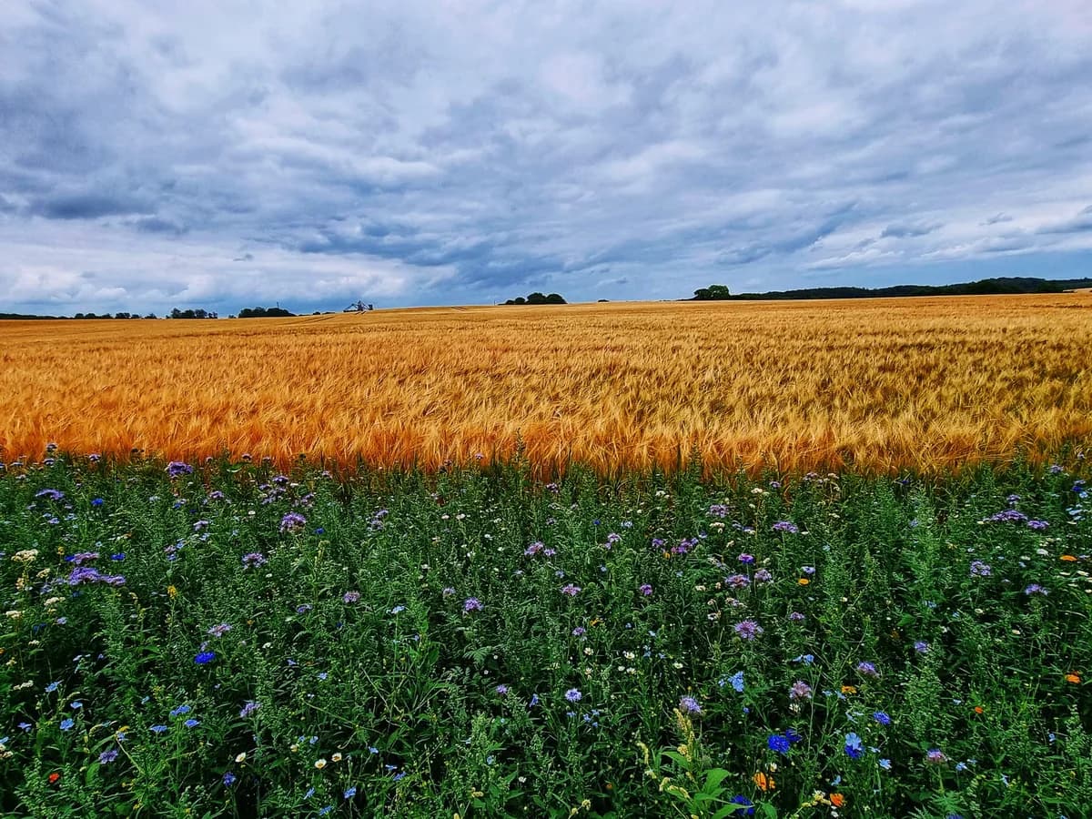 Golden wheat field with wildflowers in the foreground under a cloudy sky.