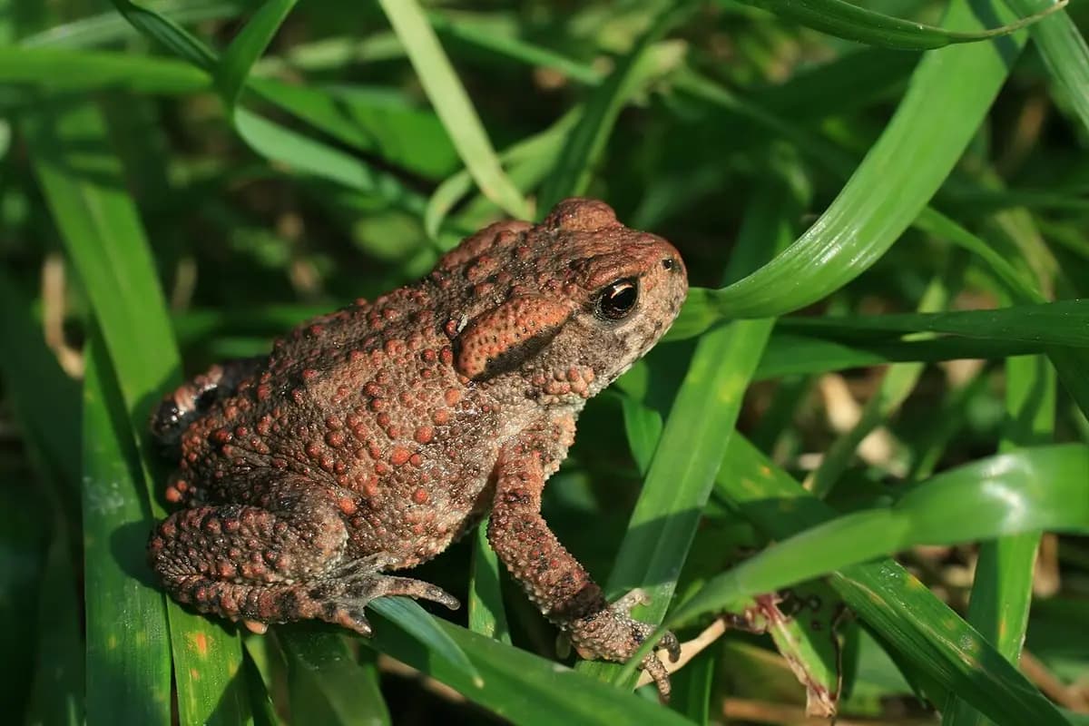 Bufo bufo on grass2.JPG