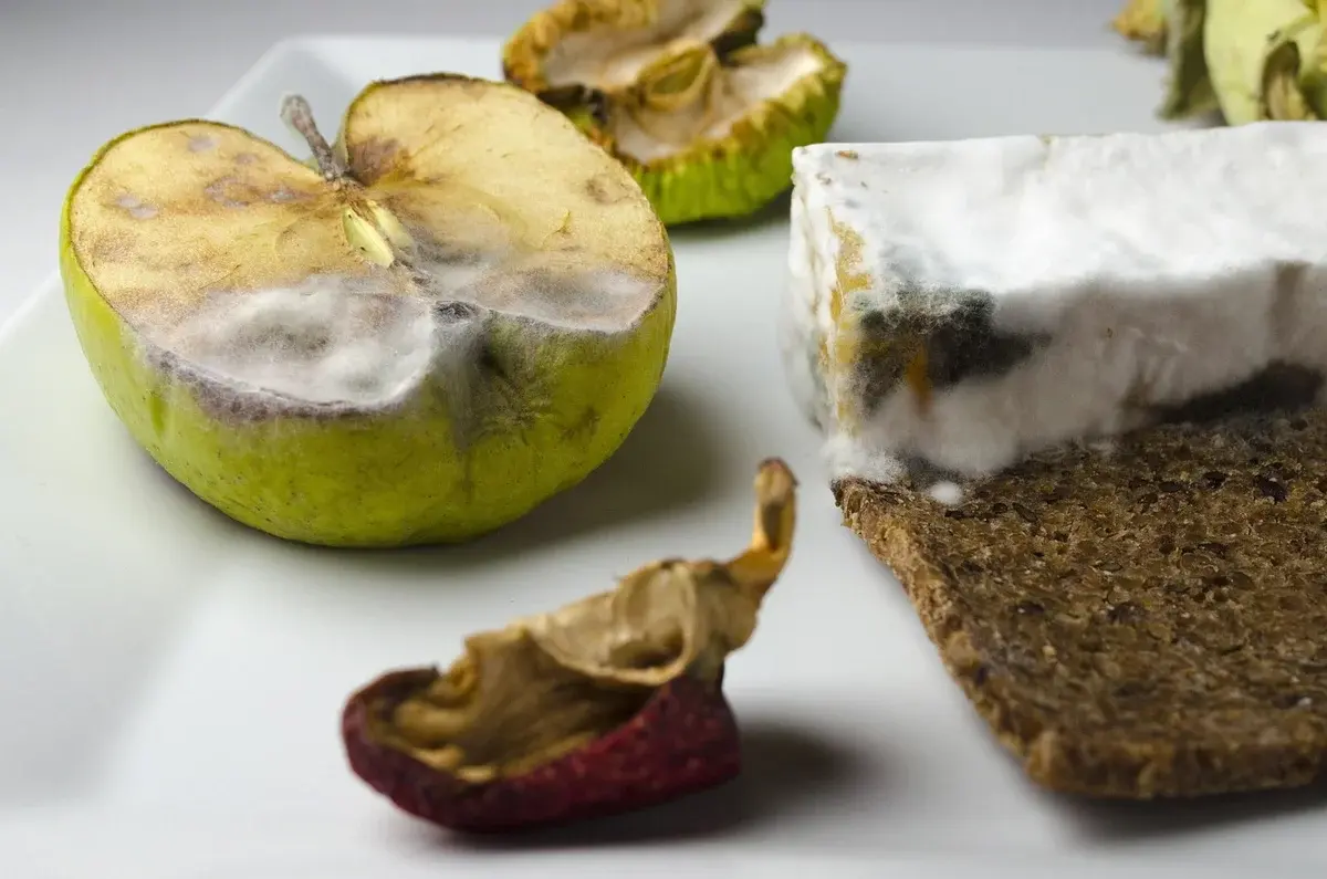 Close-up of moldy apple, cheese, and bread on a white surface.