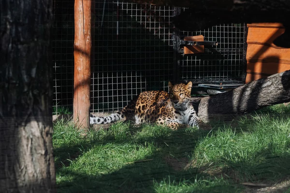 A leopard lies in a sunny zoo enclosure.